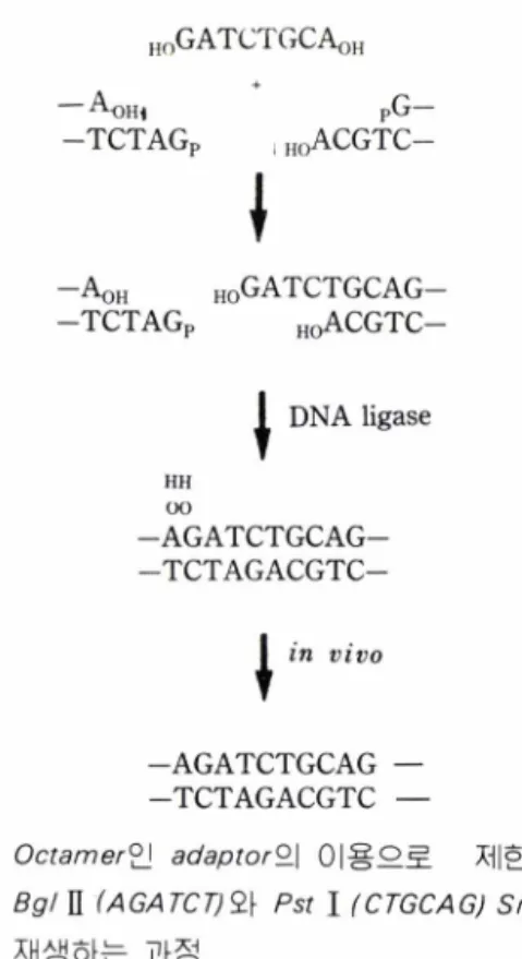 Fig. 5.  이 ig o n u d eo tid e 를  connector 로_ 이용하는