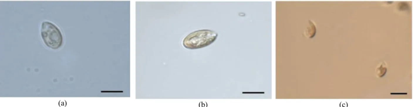 Fig.  2.  The  organisms  shown  as  the  images  were  observed  on  different  sampling  date  of  Mar