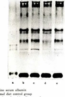Fig.  2—Polyacryamide  gel  electrophoresis  pattern  of  serum  from  mice  supplemented  with  P
