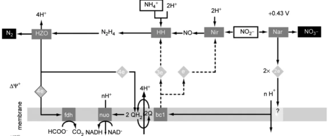 Fig.  1 에 나타낸 바와 같이 아나목스균의 대사 경로는 NirS  단백질이 bc1-complex에서 하나의 전자를 사용하여 아질산염을 산화 질소(nitric  oxide,  NO)로 환원시키고 HH  단백질은 암모니아와 산화 질소를 기질로 사용하여 하이드 라진(hydrazine,  N 2 H 4 ) 을 합성한다