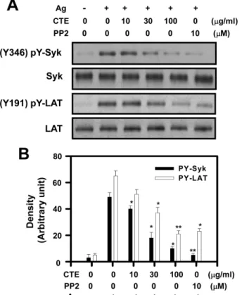 Fig. 4 − Effect of Cudrania tricuspidata extract (CTE) on the activating phosphorylation of Syk in Ag-stimulated  RBL-2H3 mast cells