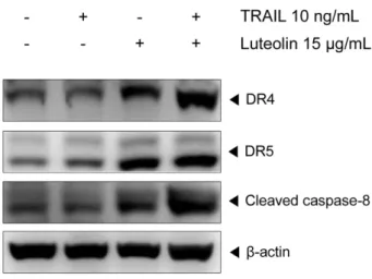 Fig. 6 − Effect of TRAIL/luteolin combination on DR4, DR5 and caspase-8. SK-Hep1 cells were treated with or without luteolin (15 µg/ml) and/or TRAIL (10 ng/ml) for 24 h and whole-cell extracts were prepared for western blotting