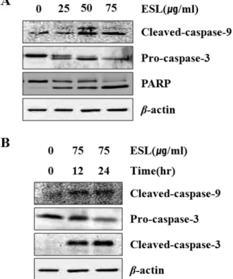 Fig. 2 − Effects of ESL on the protein levels in dose- and time- time-dependent manner