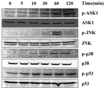 Fig. 4 − Time-course activation of ASK1, p38 MAPK/JNK and p53 in ESL-treated HepG2 cells