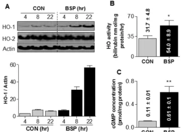Fig. 2 − Effects of BSP on expression of HO-1 and HO-2 and HO activity in HUVECs. The cells were treated with BSP (1 mg/ml), and then detected by Western blotting