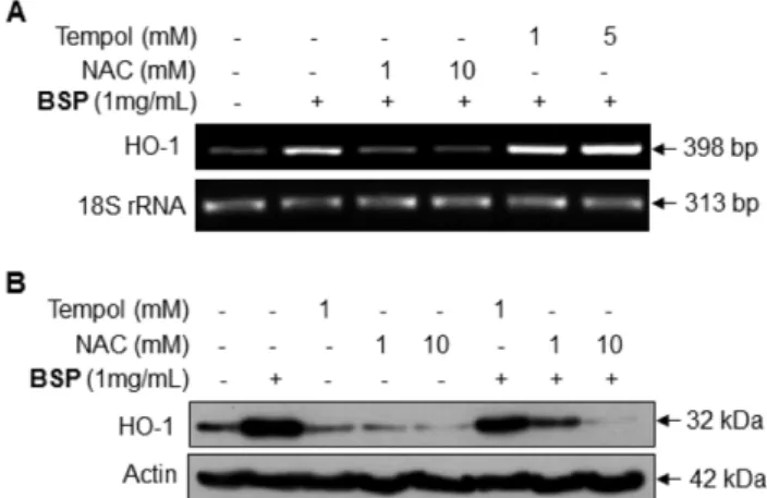 Table I − Effects of BSP for 4 weeks on plasma biochemical parameters in Wistar and SHR models