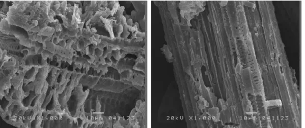 Fig. 6 − SEM images of the Phyllostachys bambusoides leaves (ultrasonic frequency: 35 kHz, extraction time: 60 min, extraction temperature: