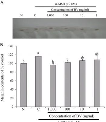 Fig. 1 − Cell viability of BV on B16F1 melanoma cells by MTT assay. The cells were stimulated with 10 nM α-MSH for 48 hr and the medium was exchanged with fresh medium containing or not containing various concentrations of BV for 24 hr