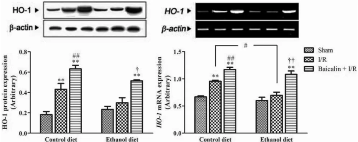 Fig. 4 − Effect of baicalin on hepatic HO-1 protein and mRNA expression after I/R in alcoholic fatty liver