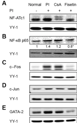 Fig. 4 − Effects of fisetin on PI-induced activation of transcription factors involved in the expression of the cytokines expression