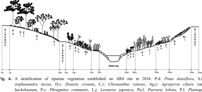 Fig.  6.  A  stratification  of  riparian  vegetation  established  on  AR4  site  in  2016