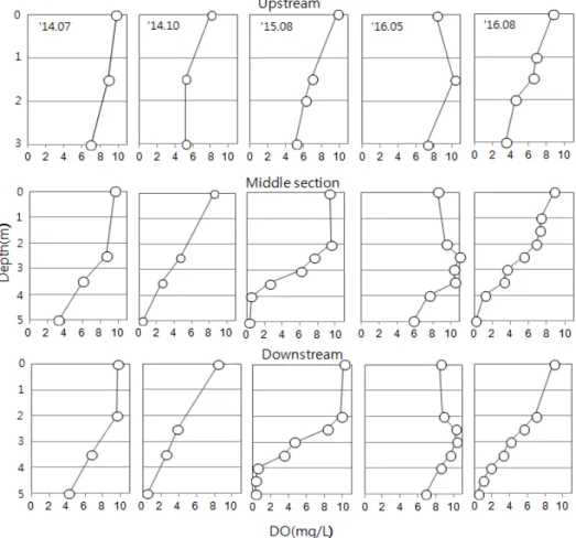Fig.  2.  Vertical  distribution  of  dissolved  oxygen  in  Lake  Youngrang  during  study  period