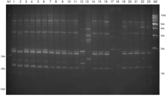 Fig. 2 − Genomic fingerprinting patterns of Acinetobacter baumannii isolates using (GTG) 5  primers