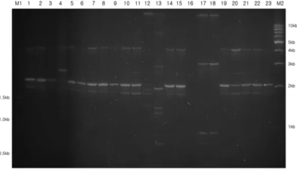 Fig. 4 − Genomic fingerprinting patterns of Acinetobacter baumannii isolates using TAP2 primers