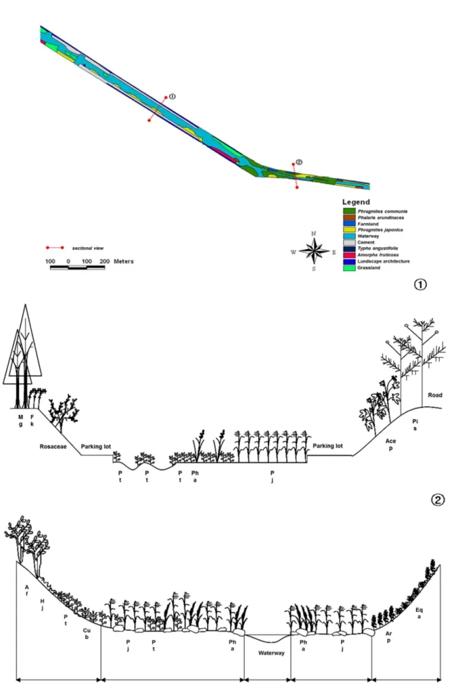 Fig. 11. A vegetation map (upper) and stratification diagrams (lower) of the 3rd reach of the Nam stream