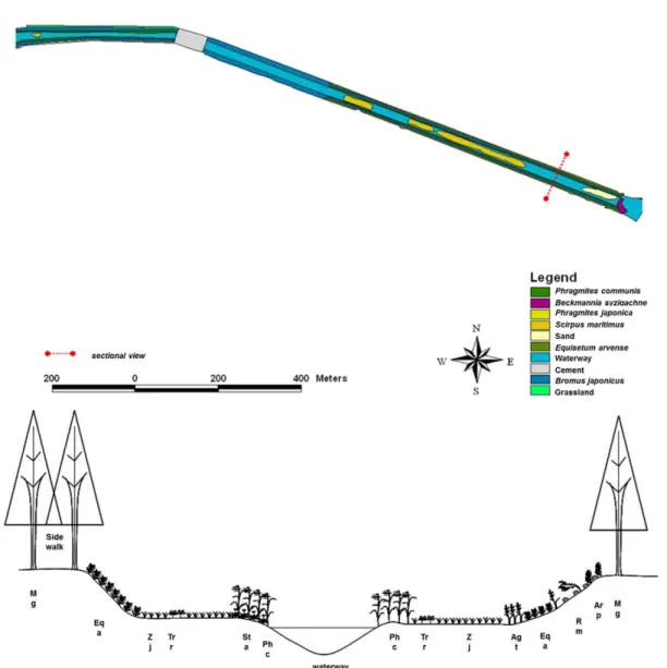 Fig. 4. A vegetation map (upper) and stratification diagram (lower) of the 2nd reach of the Changwon stream