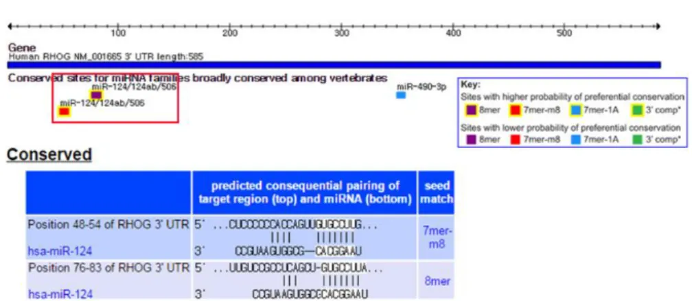 그림 5. RHOG mRNA 3' UTR에 결합하는 miR-124 분석.