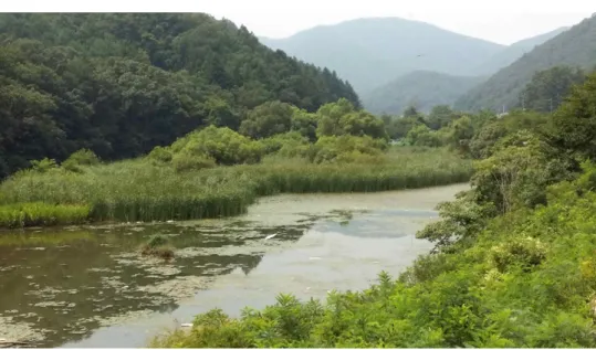 Table  4.  A  comparison  of  productivity  among  major  plant  species  comprising  the  riparian  vegetation