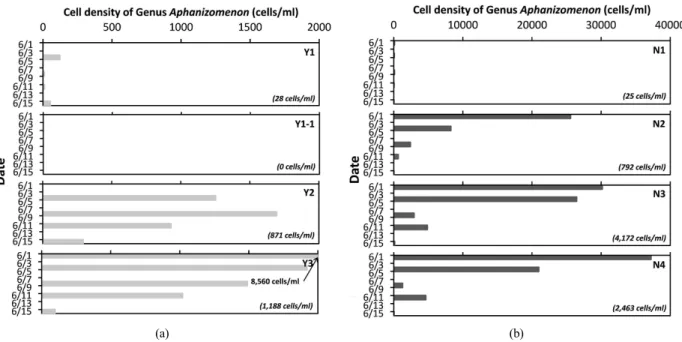 Fig.  3.  Temporal  variations  in  Aphanizomenon  spp.  cell  densities  over  15  days  (a)  at  four  stations  in  the  Young  River  and  (b)  four  stations  in  the  Nakdong  River