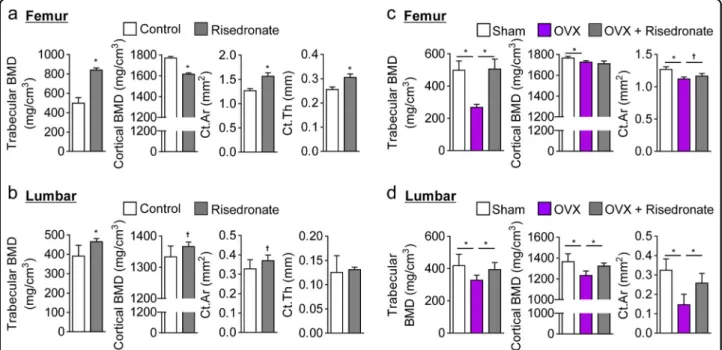 Fig. 6 Risedronate induced abnormal femoral cortical bone remodeling in C3H mice. a, b Eight-week-old female wild-type C3H mice were subcutaneously administered risedronate (20 μg/kg) every 2 weeks for 10 weeks