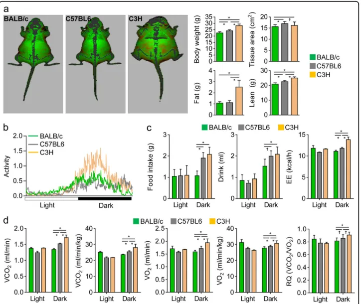 Fig. 1 Differences in body composition and metabolic activities among the three mouse strains