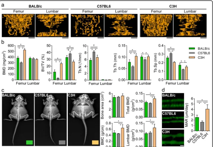 Fig. 3 Differences in bone microstructures among the three mouse strains. Fourteen-week-old BALB/c, C57BL6, and C3H mice were subjected to detailed analysis of their bone-microarchitecture indices by performing μCT and DXA analysis