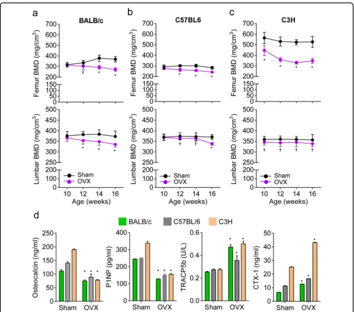 Fig. 4 Differential bone remodeling among estrogen-de ﬁcient mouse strains. Eight-week-old mice were subjected to a sham operation or an ovariectomy (OVX)