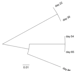 Fig. 5. UPGMA cluster analysis from fingerprint obtained  by PCR-DGGE.                  