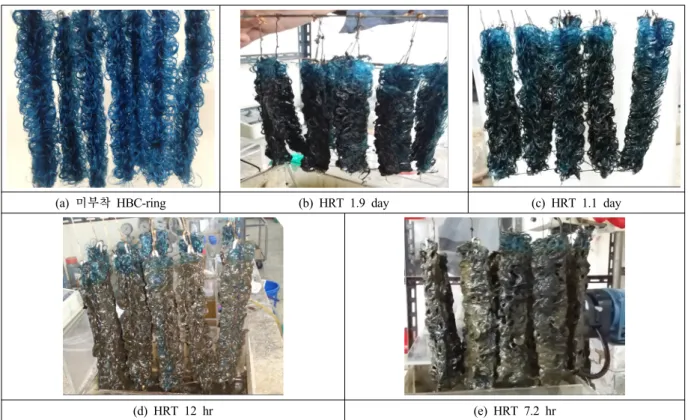 Fig. 11. Microbe attached condition of HBC-ring on HRT in aeration tank.