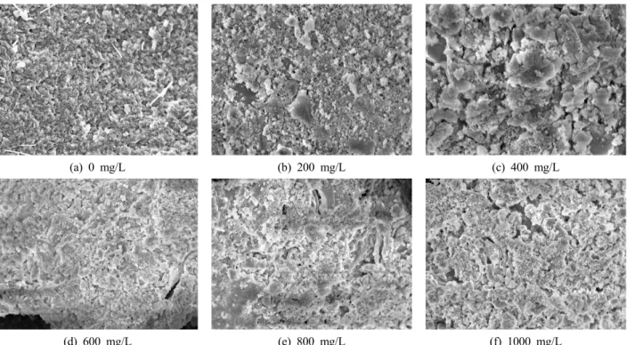 Fig. 5. Results of sludge surface analysis with calcium injection using SEM.