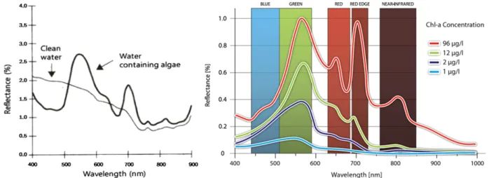 Fig. 7. Comparison of spectrum between water containing algae and clean water (left, Jenson, 2006) and Chlorophyll-a  reflectance for different concentration in water in the visible and NIR spectrum (right, RapidEye inc.).