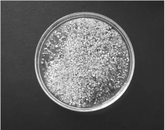 Fig. 3. Mixed culture and granules from the SBR at pH 6.5.
