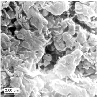 Fig. 4. SEM image of a granule surface at pH 6.5.