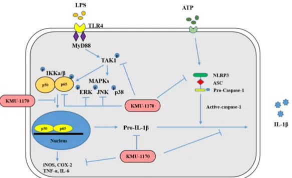 Figure 7. Mechanistic scheme summarizing the anti-inflammatory effect of KMU-1170. LPS, lipopolysaccharide; TLR4, toll-like receptor 4; MyD88, myeloid differentiation factor 88; TAK1, transforming growth factor-β-activated kinase 1; IKK, inhibitor NF-κB ki