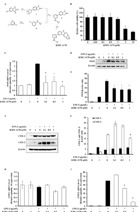 Figure 1. Discovery of KMU-1170, and the effect of KMU-1170 on LPS-induced iNOS and COX-2 in THP-1 cells