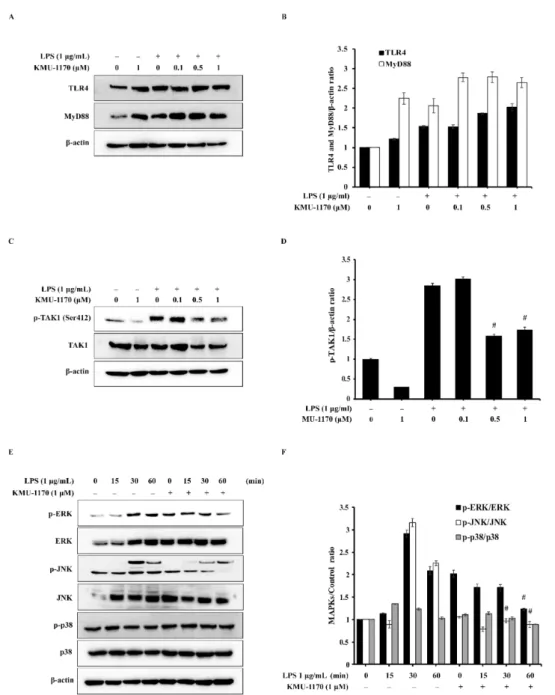 Figure 3. Effect of KMU-1170 on LPS-TLR4 signaling pathway-related proteins in THP-1 cells