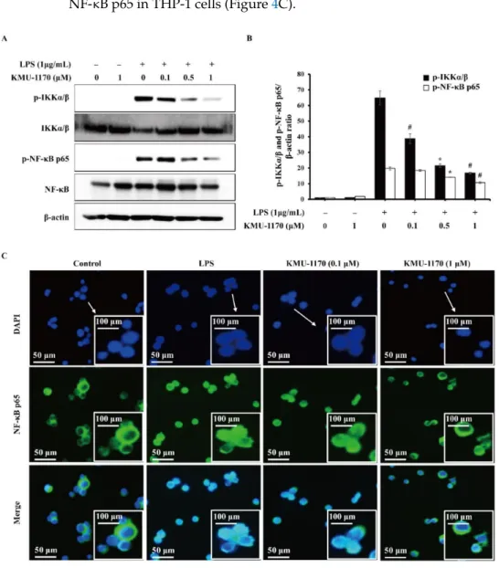 Figure 4. Inhibitory effect of KMU-1170 on LPS-induced phosphorylation of IKKα/β and NF-κB, and nuclear translocation of NF-κB in THP-1 cells