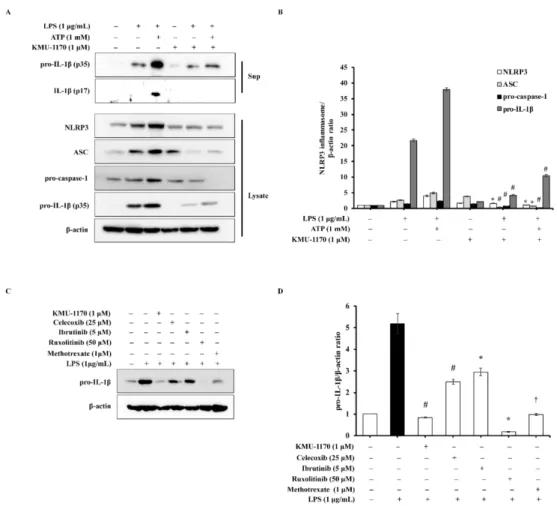 Figure 5. Inhibitory effect of KMU-1170 on LPS-induced activation of NLRP3 inflammasome and anti-inflammatory potentiality of KMU-1170 in THP-1 cells