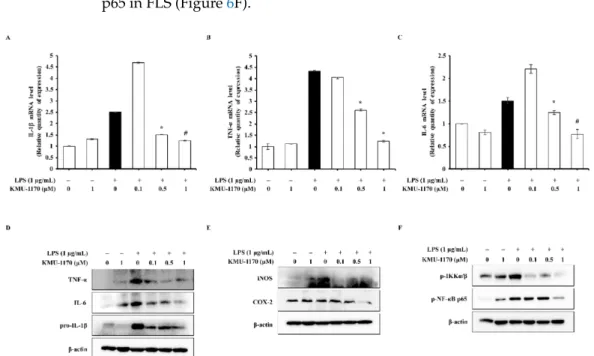 Figure 6. Inhibitory effect of KMU-1170 on LPS-mediated inflammatory response in primary human osteoarthritic FLS.
