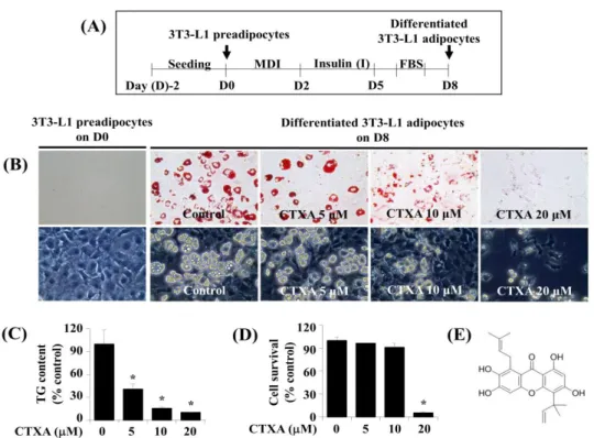 Figure  1.  Effects  of  Cudratricusxanthone  A  (CTXA)  on  lipid  accumulation,  triglyceride  (TG)  content,  and  cell survival  during 3T3-L1 preadipocyte differentiation