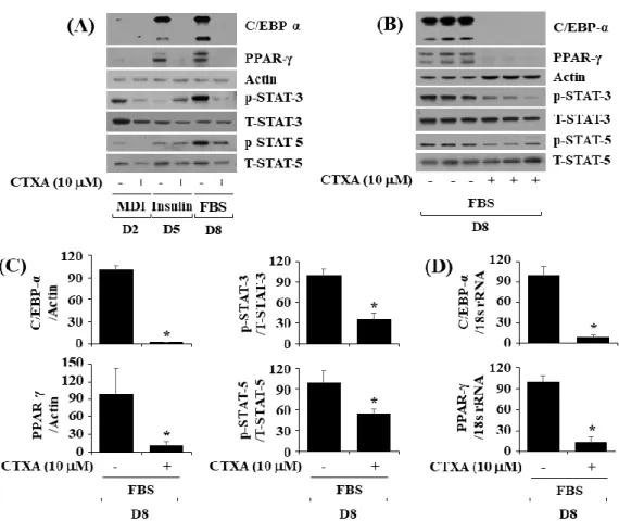 Figure 2. Effects of Cudratricusxanthone A (CTXA) on expression and phosphorylation level of CCAAT/enhancer-binding  protein-α (C/EBP-α), peroxisome proliferator-activated receptor-γ (PPAR-γ), signal transducer and activator of  transcrip-tion-3 (STAT-3), 