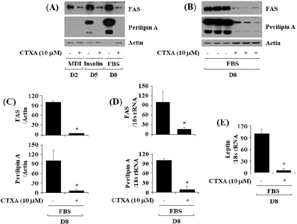 Figure 3. Effects of CTXA on expression level of perilipin A and  fatty acid synthase (FAS) during 3T3-L1 preadipocyte  differentiation