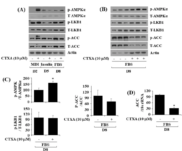 Figure 4. Effects of CTXA on expression and phosphorylation level of cAMP-activated protein kinase (AMPK)α, liver kinase B1 (LKB1), and acetyl-CoA carboxylase (ACC) during 3T3-L1 preadipocyte differentiation