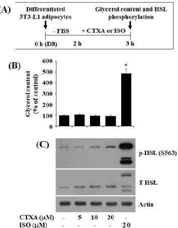Figure  4.  Effects  of  CTXA  on  expression  and  phosphorylation  level  of  cAMP-activated  protein  kinase  (AMPK)α,  liver  kinase B1 (LKB1), and acetyl-CoA carboxylase (ACC) during 3T3-L1 preadipocyte differentiation