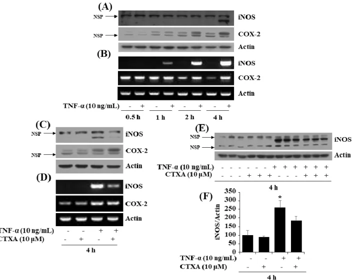 Figure 6. Effects of CTXA on tumor necrosis factor (TNF)-α-induced expression level of inducible nitric oxide synthase (iNOS) and cyclooxygenase-2 (COX-2) in 3T3-L1 preadipocytes