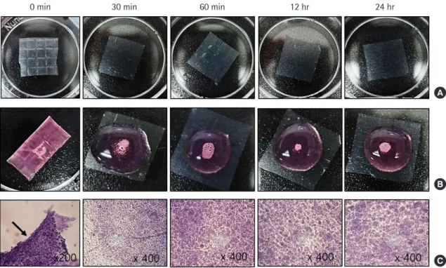 Fig. 3. Stromal vascular fraction retention over hydration time. (A) Gross findings of the amniotic membrane (AM) (1× 1 cm 2 ) according to hy- hy-drating time
