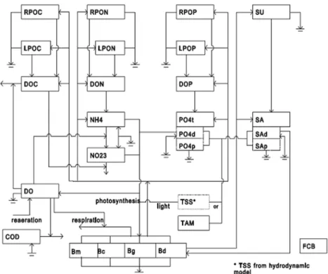 Fig. 3. Schematic diagram for the interactions of water quality variables in EFDC (Park et al., 1995)         ⋅  ⋅      ⋅        ⋅     (8)         ⋅  ⋅      ⋅  