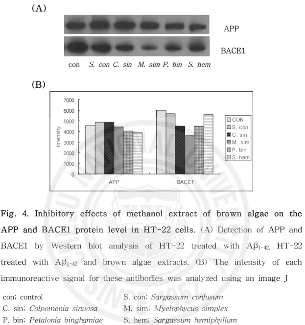 Fig. 4. Inhibitory effects of methanol extract of brown algae on the APP and BACE1 protein level in HT-22 cells