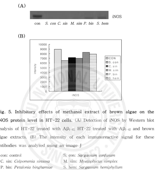 Fig. 5. Inhibitory effects of methanol extract of brown algae on the iNOS protein level in HT-22 cells