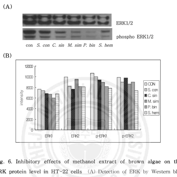 Fig. 6. Inhibitory effects of methanol extract of brown algae on the ERK protein level in HT-22 cells (A) Detection of ERK by Western blot analysis of HT-22 treated with Aβ 1-42, HT-22 treated with Aβ 1-42 and brown